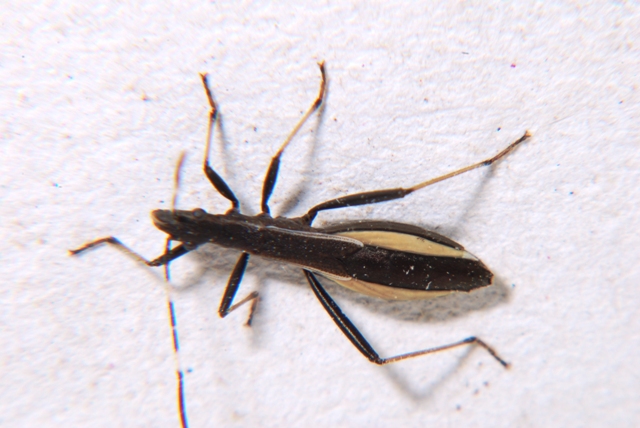 Alydidae: Micrelytra fossularum della Romagna